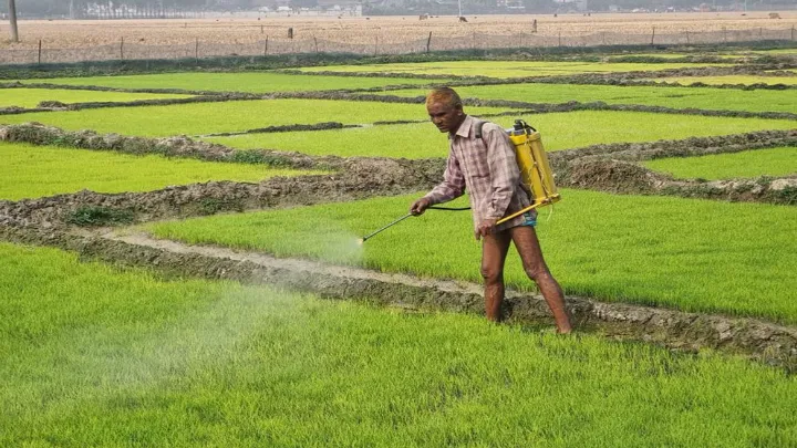 ফুলবাড়ীতে সূর্যের আলো না পেয়ে নষ্ট হচ্ছে বোরো বীজতলা: শঙ্কায় কৃষক